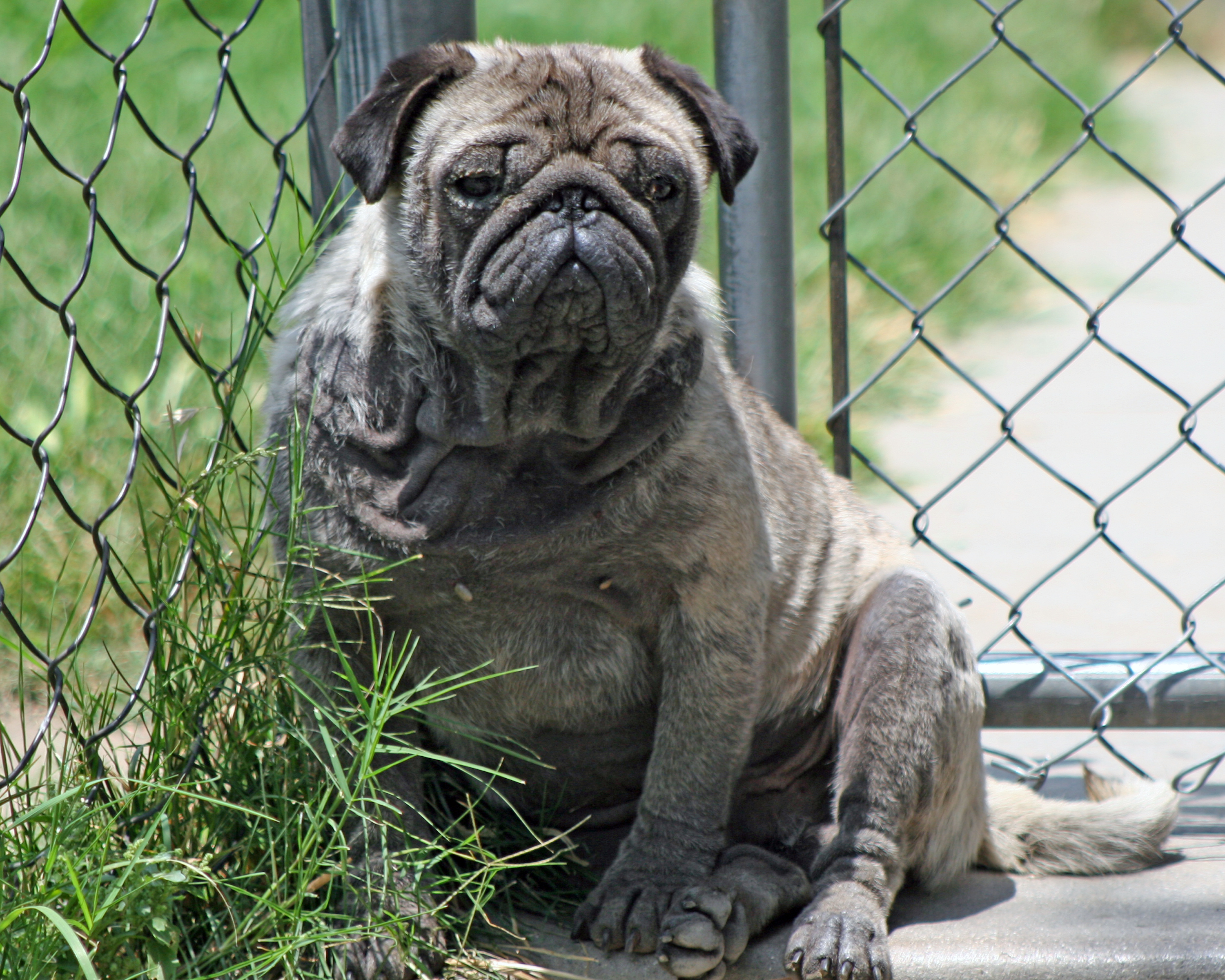 abusedpug.jpg